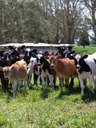 cows on a paddock