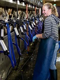 Female dairy famer at milking facility