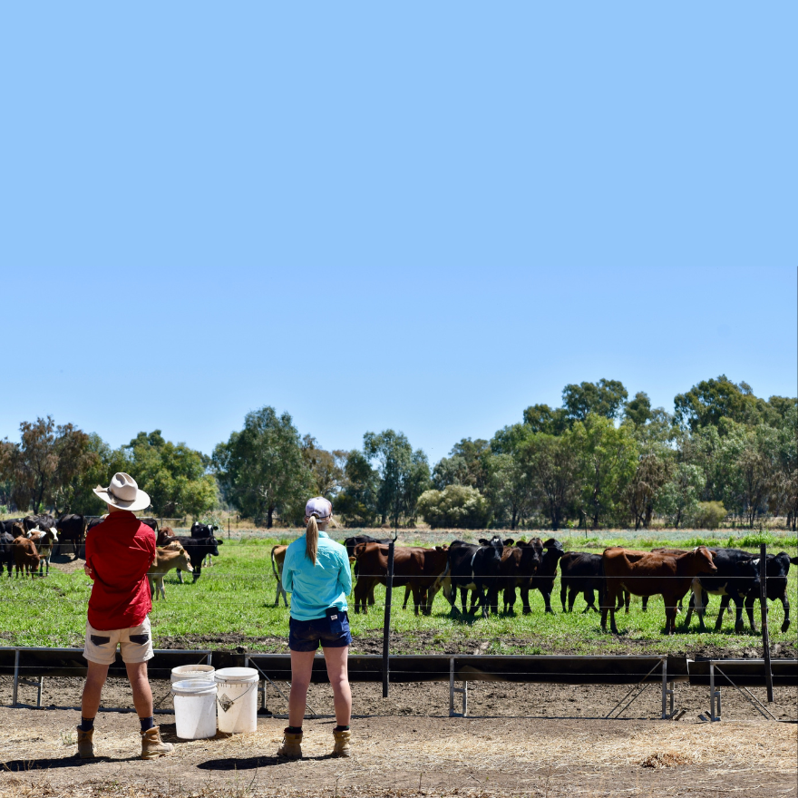 A young man and woman stand facing away from the camera, overlooking a paddock of calves. 