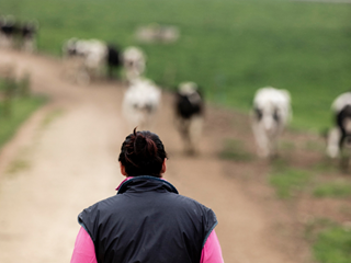 A woman looks out along a dirt track. To her right are some dairy cows