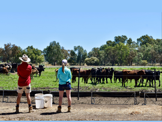 Two young people, a man and woman, stand facing away from the camera. In the background are calves and green pastures